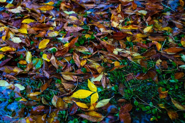 Blätter Verschiedenen Farben Liegen Einer Pfütze — Stockfoto