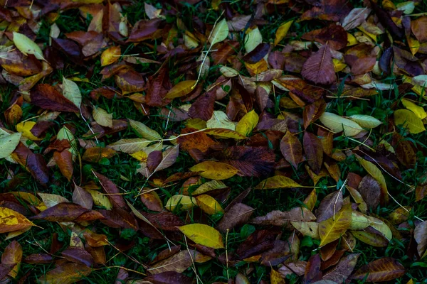 Листья Разного Цвета Лежат Луже — стоковое фото