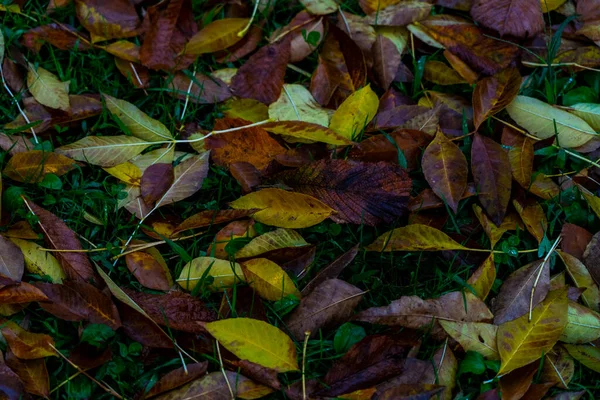 Blätter Verschiedenen Farben Liegen Einer Pfütze — Stockfoto