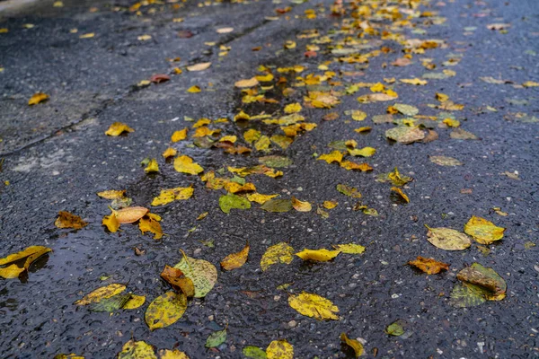 Feuilles Jaunes Sur Asphalte Humide — Photo