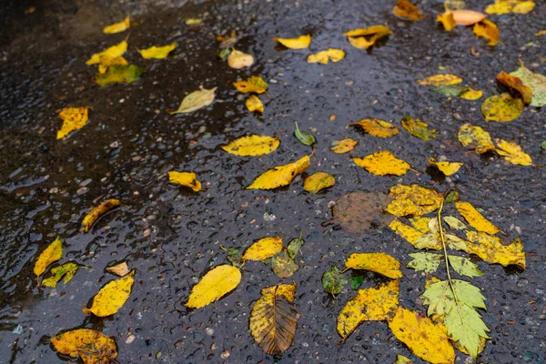 Желтые Листья Мокром Асфальте — стоковое фото