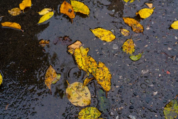 Gelbe Blätter Auf Nassem Asphalt — Stockfoto