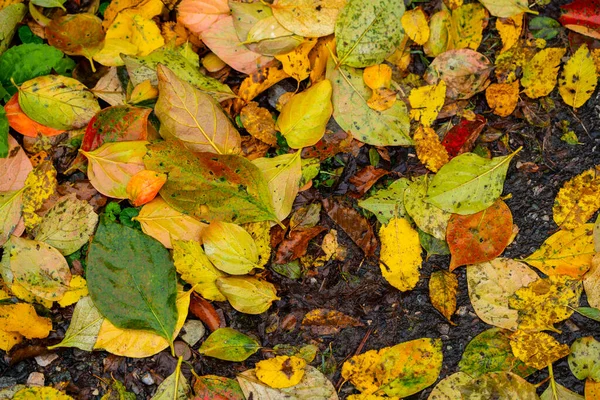 Желтые Листья Мокром Асфальте — стоковое фото