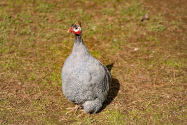 Tavuskuşu ormanda oturuyor, doğal park.