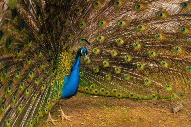 Tavuskuşu. Güzel tavus kuşu. Tavus kuşu kuyruğunu gösteriyor