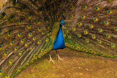 Tavuskuşu. Güzel tavus kuşu. Tavus kuşu kuyruğunu gösteriyor