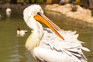 Parkta Dalmaçyalı pelikan
