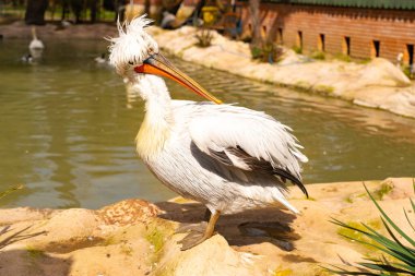 Parkta Dalmaçyalı pelikan