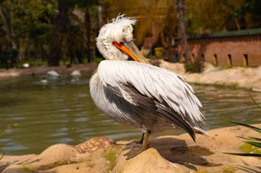 Parkta Dalmaçyalı pelikan