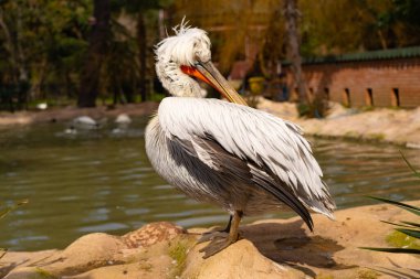 Parkta Dalmaçyalı pelikan