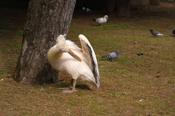 Далматинський Пелікан Парку — стокове фото