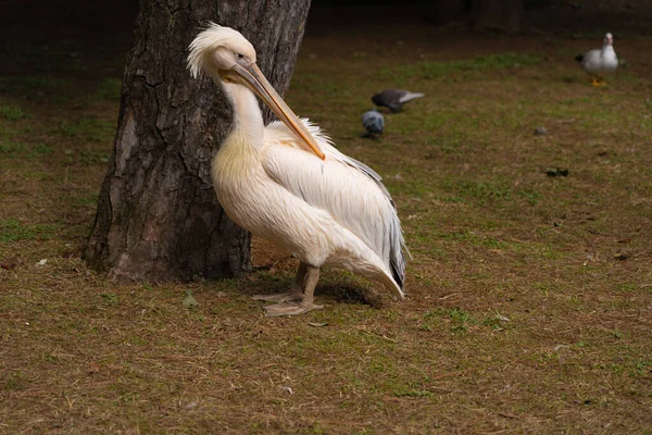 Dalmatian Pelican Park — Stock Photo, Image