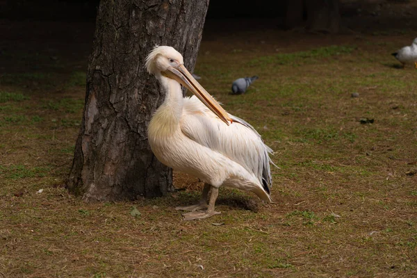 Dalmatiner Pelikan Park — Stockfoto