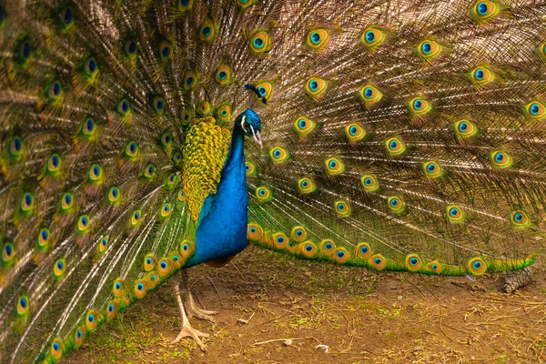 Tavuskuşu Güzel Tavus Kuşu Tavus Kuşu Kuyruğunu Gösteriyor — Stok fotoğraf