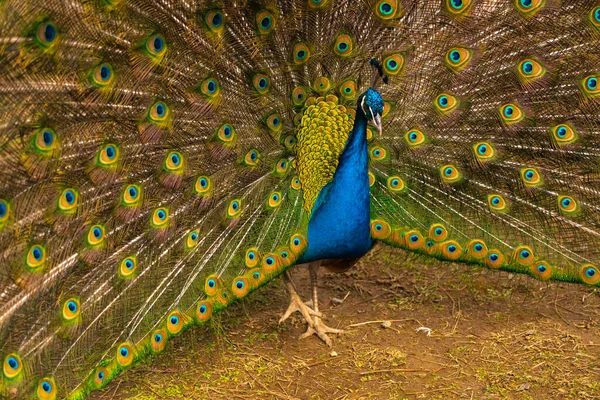 Tavuskuşu Güzel Tavus Kuşu Tavus Kuşu Kuyruğunu Gösteriyor — Stok fotoğraf