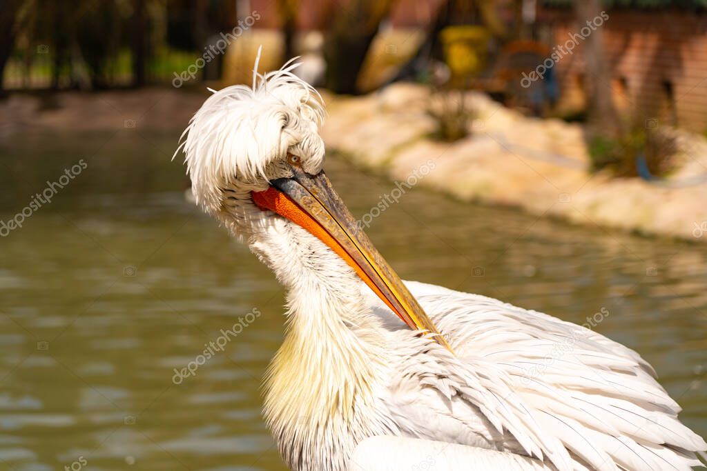 Dalmatian pelican in the park