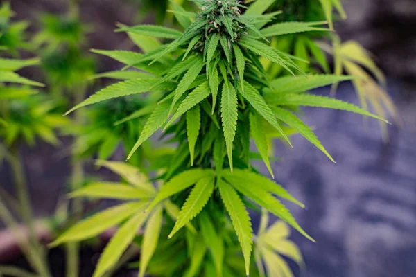 Arbustos Cannabis Crescem Vasos — Fotografia de Stock