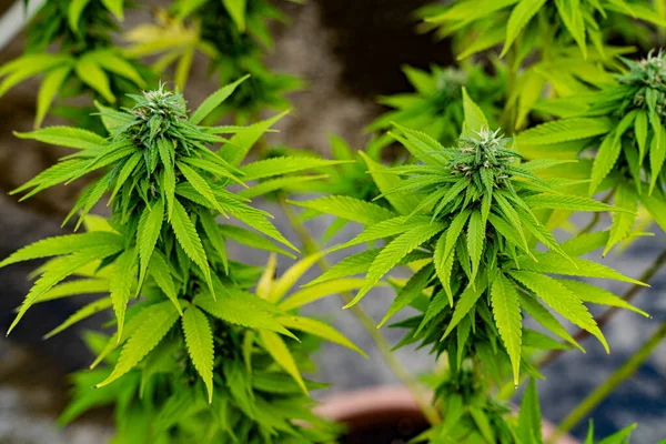 Arbustos Cannabis Crescem Vasos — Fotografia de Stock