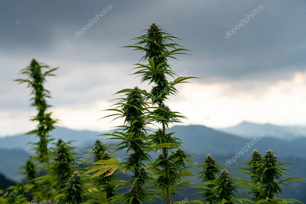 Hemp on the background of mountains