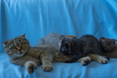 Tekir kedili İskoç kedicik