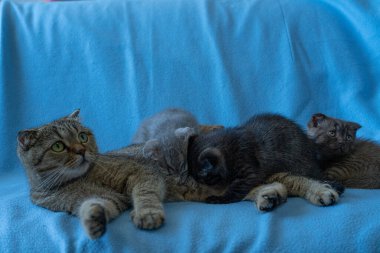 Tekir kedili İskoç kedicik