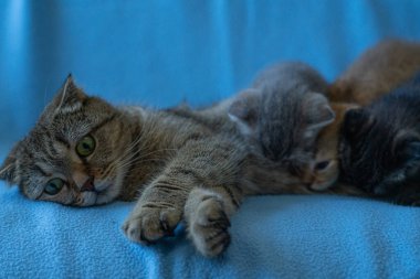 Tekir kedili İskoç kedicik