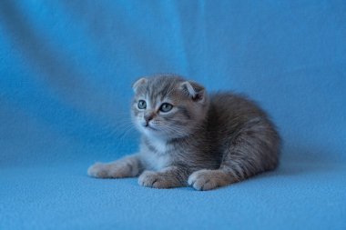 Meraklı çizgili İskoç kedi yavrusu