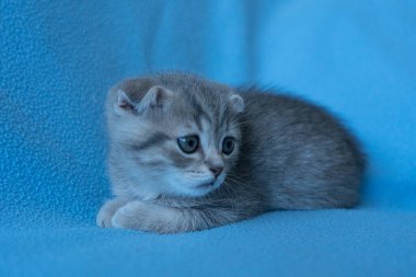 Meraklı çizgili İskoç kedi yavrusu