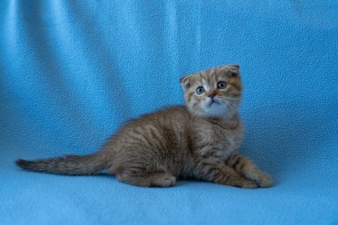 Meraklı çizgili İskoç kedi yavrusu