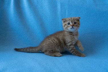 Meraklı çizgili İskoç kedi yavrusu