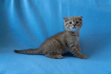 Meraklı çizgili İskoç kedi yavrusu