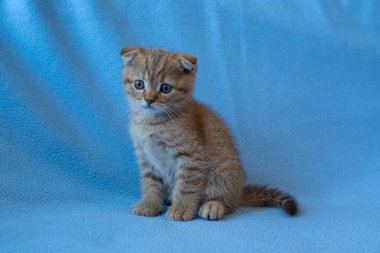 Meraklı çizgili İskoç kedi yavrusu