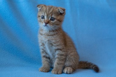 Meraklı çizgili İskoç kedi yavrusu