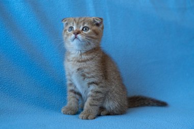 Meraklı çizgili İskoç kedi yavrusu