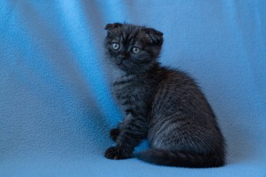 Meraklı çizgili İskoç kedi yavrusu