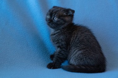 Meraklı çizgili İskoç kedi yavrusu