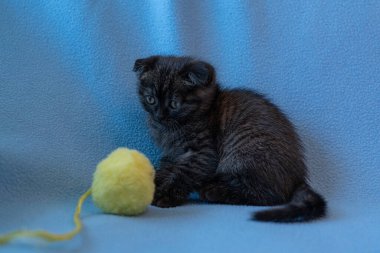 Meraklı çizgili İskoç kedi yavrusu