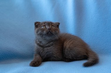 Meraklı çizgili İskoç kedi yavrusu