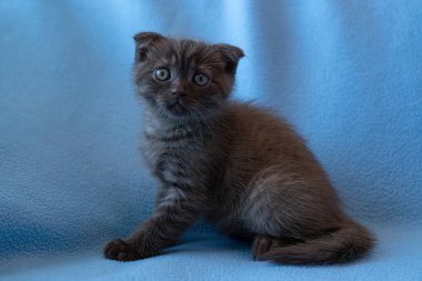 Meraklı çizgili İskoç kedi yavrusu