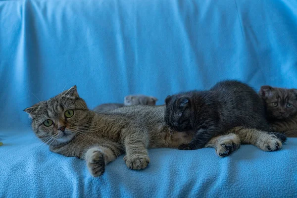 Tekir kedili İskoç kedicik