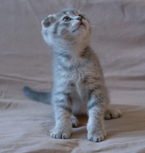 Curieux Chaton Écossais Rayé Pliant — Photo