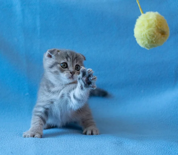 Nieuwsgierig Gestreepte Schotse Vouw Kitten — Stockfoto