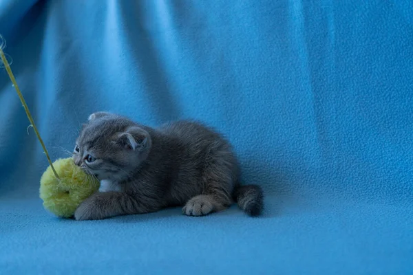 Curioso Listrado Escocês Dobra Gatinho — Fotografia de Stock