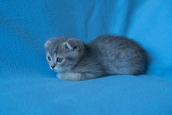 Curious Striped Scottish Fold Kitten — Stock Photo, Image