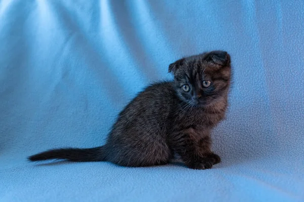 Curioso Listrado Escocês Dobra Gatinho — Fotografia de Stock