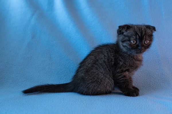 Meraklı çizgili İskoç kedi yavrusu