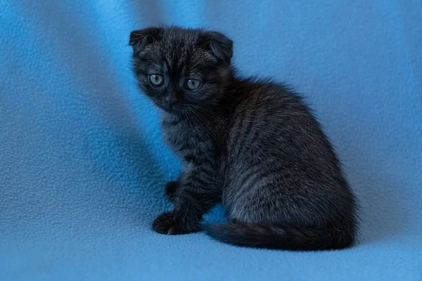 Meraklı çizgili İskoç kedi yavrusu