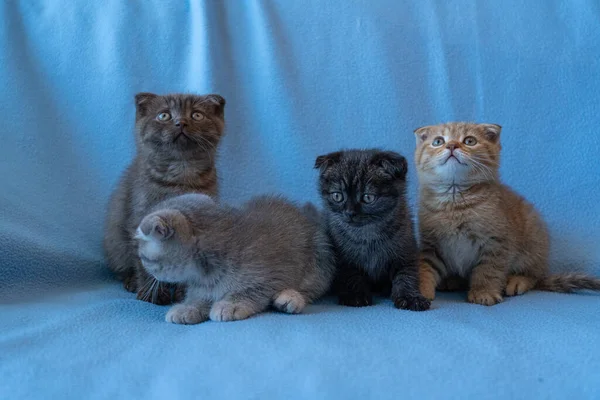 Quatre Chatons Écossais Pliés Tabby — Photo