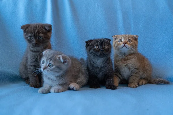 Vier Gestromte Scottish Fold Jungtiere — Stockfoto