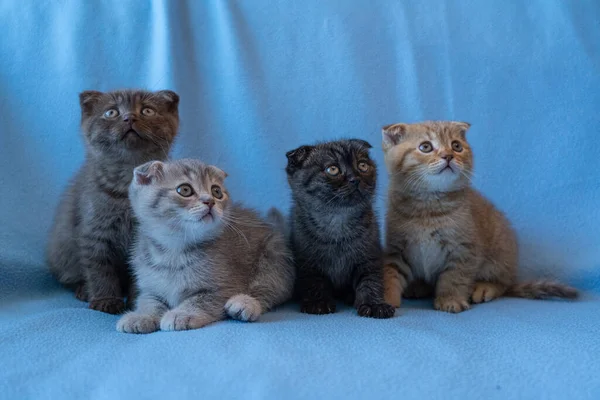 Cuatro Tabby Escocés Doblar Gatitos — Foto de Stock